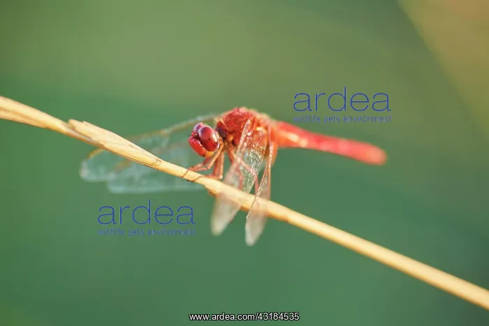 : Red-veined darter (Sympetrum fonscolombii) or nomad : Red-veined darter (Sympetrum fonscolombii) or nomad