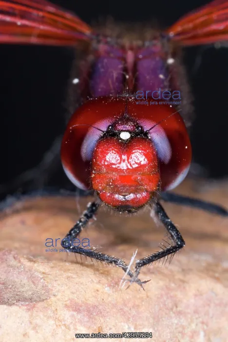: Red-veined Dropwing dragonfly. Close up of male head : Red-veined Dropwing dragonfly. Close up of male head