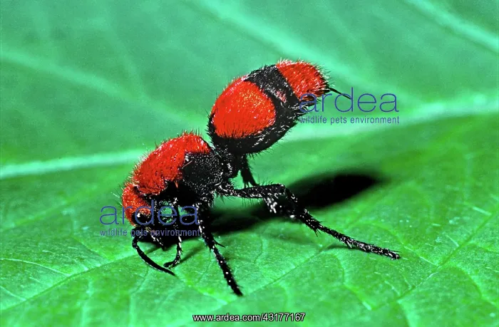 : Red Velvet Ant : Red Velvet Ant