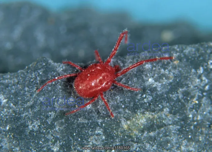 : Red Velvet Mite : Red Velvet Mite