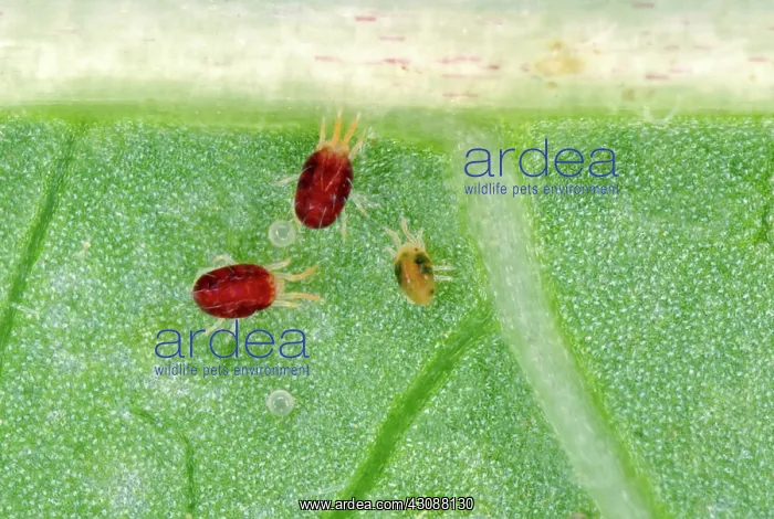 : Red Velvet mites : Red Velvet mites