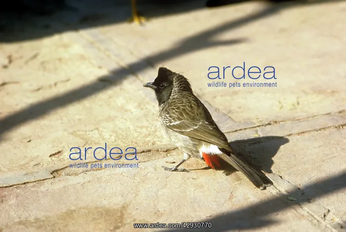 : Red-vented Bulbul : Red-vented Bulbul