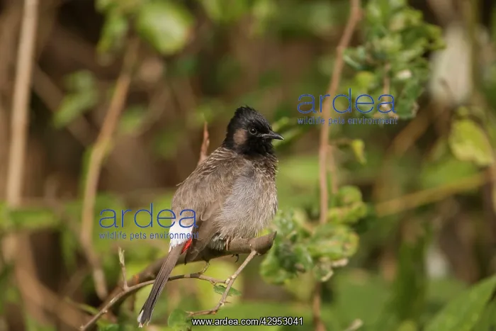 : Red-vented Bulbul : Red-vented Bulbul