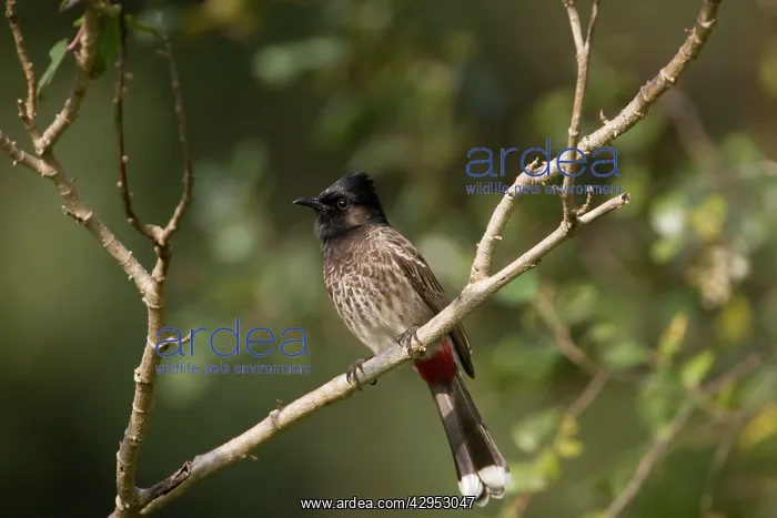 : Red-vented Bulbul : Red-vented Bulbul