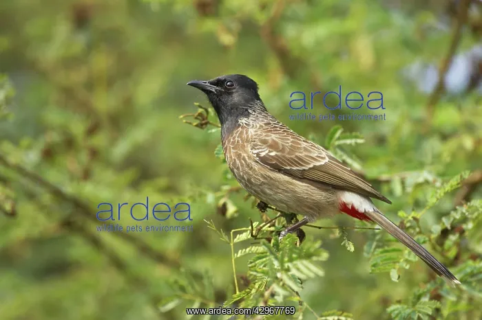 : Red-Vented Bulbul : Red-Vented Bulbul