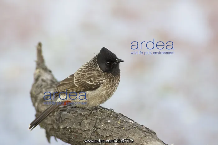  : Red-Vented Bulbul