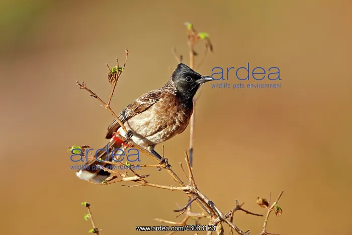 : Red-vented Bulbul : Red-vented Bulbul