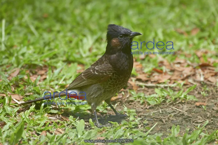: Red-vented Bulbul (Pycnonotus cafer), Nadi : Red-vented Bulbul (Pycnonotus cafer), Nadi