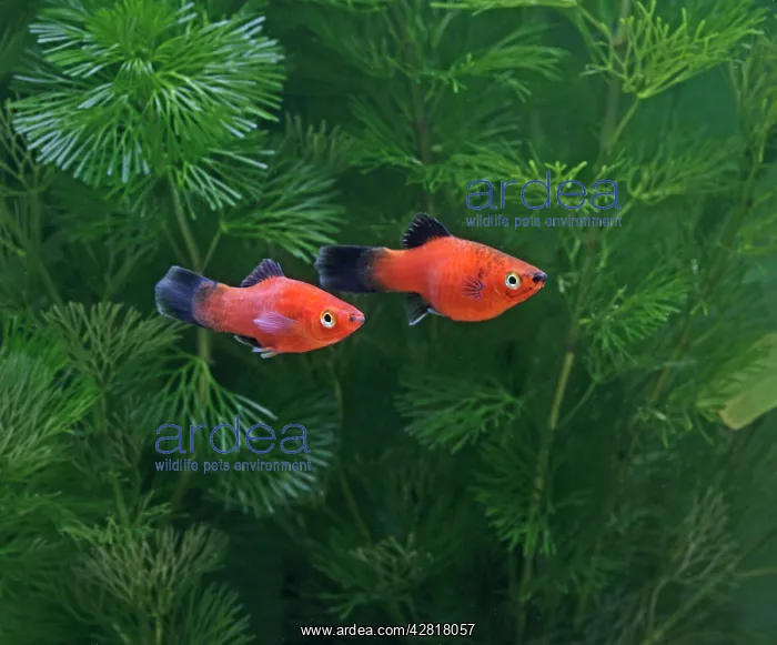 : Red wagtail platy - side view : Red wagtail platy - side view