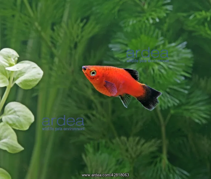 : Red wagtail platy - side view : Red wagtail platy - side view