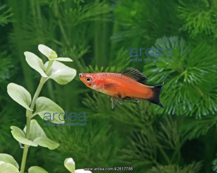 : Red wagtail swordtail - female side view : Red wagtail swordtail - female side view