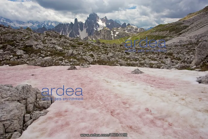  : Red  /  Watermelon Snow caused by the flagellate alga