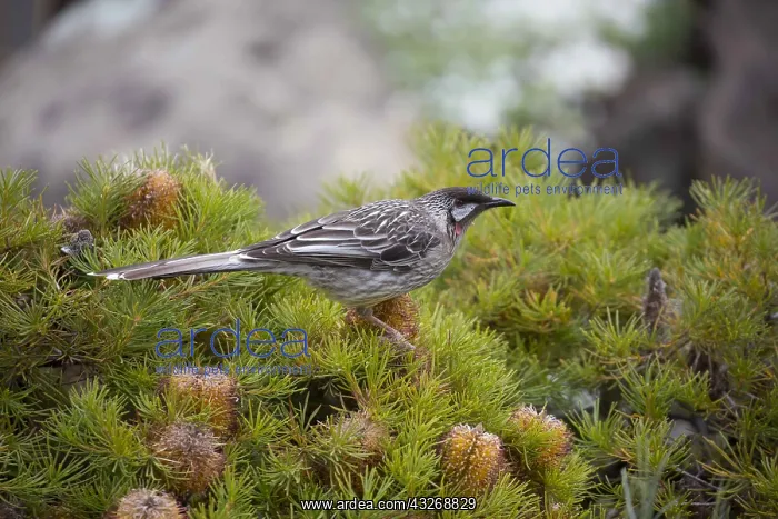 : Red Wattlebird - Feeding on a grevillia - at Canberra : Red Wattlebird - Feeding on a grevillia - at Canberra