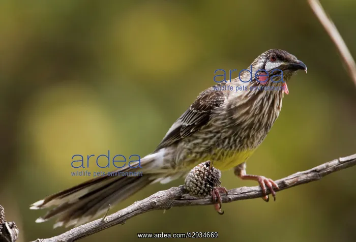 : Red Wattlebird - perched on branch : Red Wattlebird - perched on branch