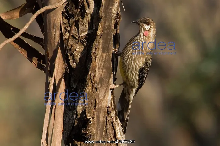 : Red Wattlebird - On tree : Red Wattlebird - On tree