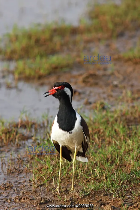 : Red-wattled Lapwing : Red-wattled Lapwing