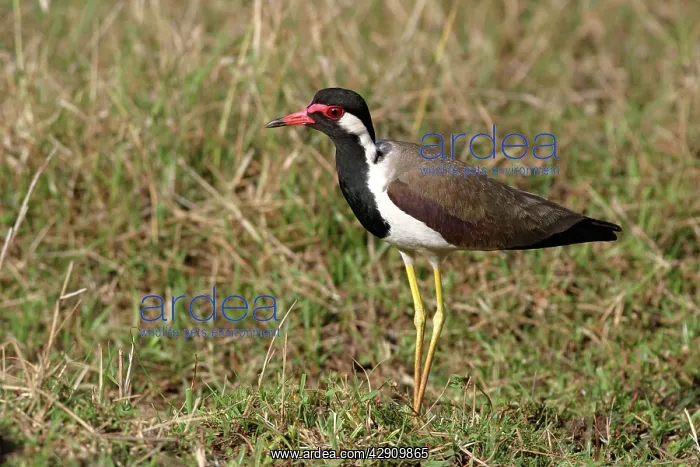 : Red-wattled Lapwing : Red-wattled Lapwing