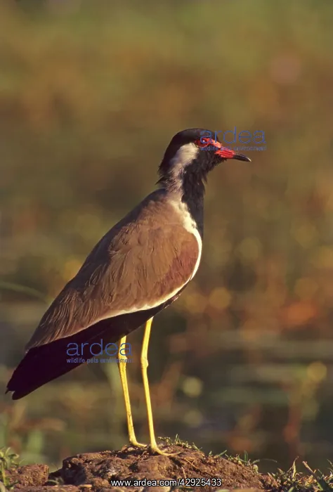 : Red-wattled Lapwing : Red-wattled Lapwing