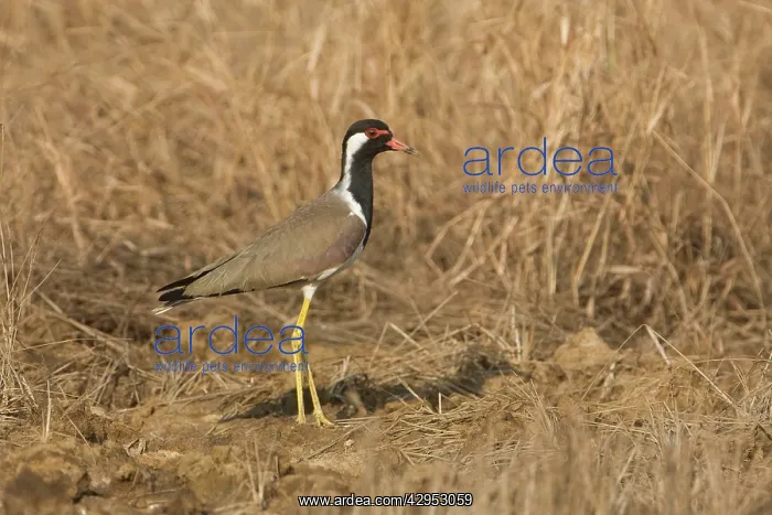 : Red-wattled Lapwing : Red-wattled Lapwing