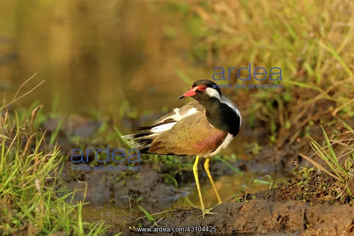 : Red-wattled Lapwing : Red-wattled Lapwing