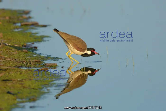  : Red-wattled Lapwing