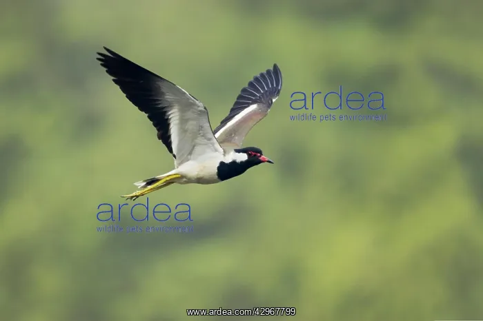 : Red-Wattled Lapwing - in flight : Red-Wattled Lapwing - in flight