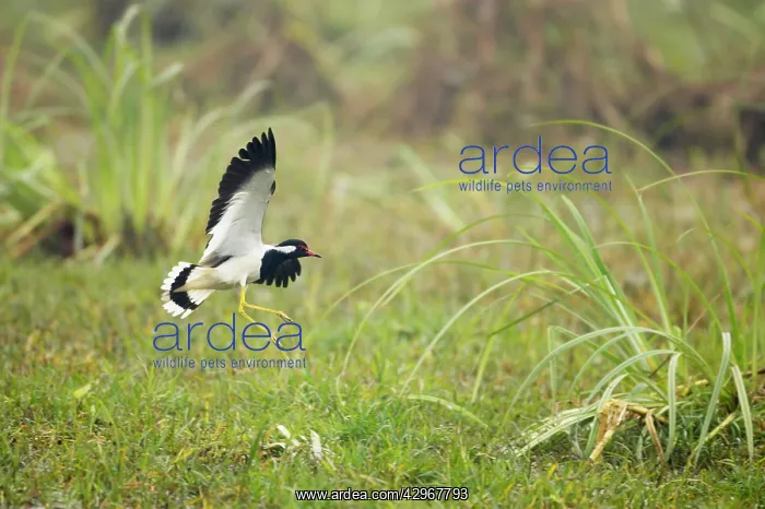 : Red-Wattled Lapwing - in flight coming in to land : Red-Wattled Lapwing - in flight coming in to land