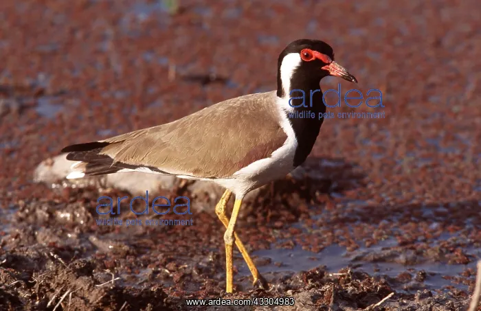 : RED-WATTLED LAPWING - in mud : RED-WATTLED LAPWING - in mud