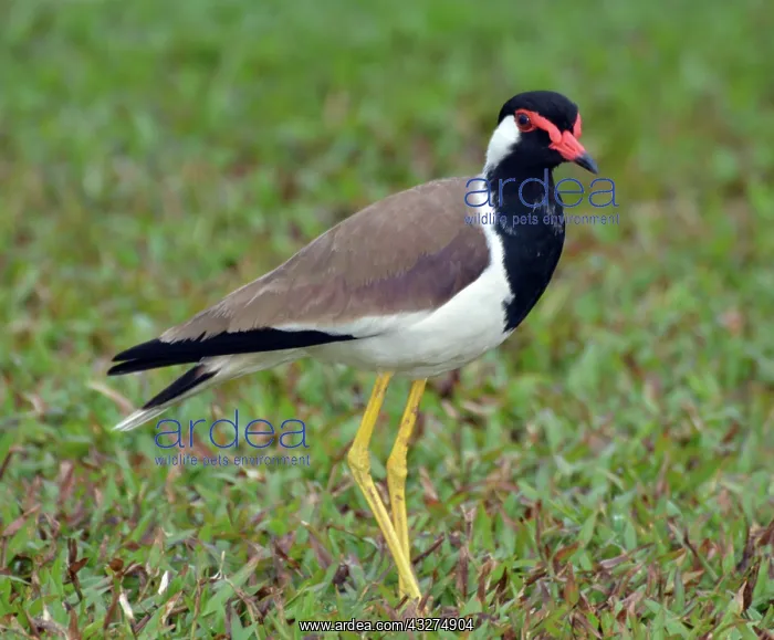: Red-wattled Lapwing; Sri Lanka : Red-wattled Lapwing; Sri Lanka