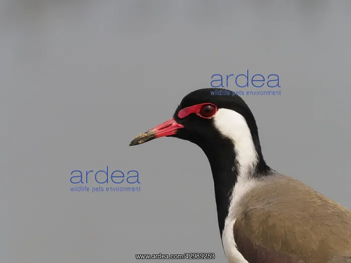 : Red-wattled Lapwing Vanellus indicus Rajasthan : Red-wattled Lapwing Vanellus indicus Rajasthan