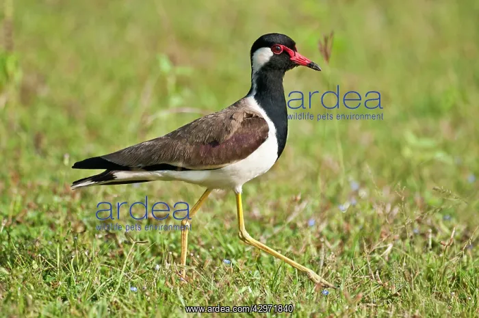 : Red-wattled Lapwing - walking in short grass : Red-wattled Lapwing - walking in short grass