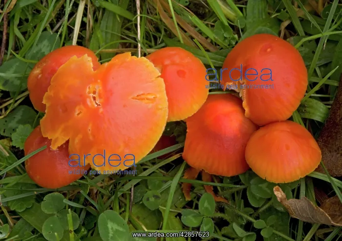: A red waxcap in old grassland : A red waxcap in old grassland