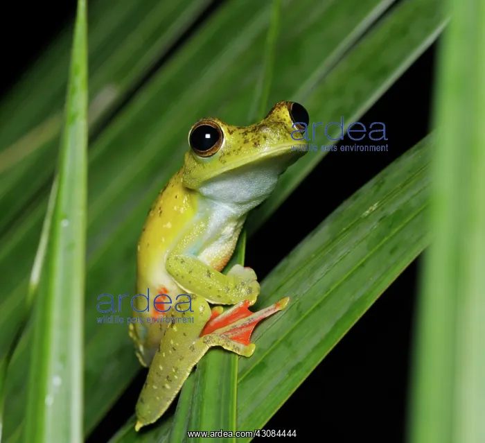 : Red webbed treefrog : Red webbed treefrog