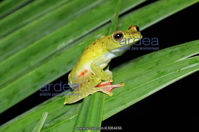 : Red webbed treefrog : Red webbed treefrog