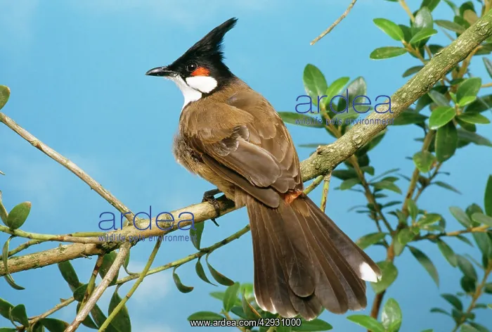 : Red-Whiskered BULBUL : Red-Whiskered BULBUL