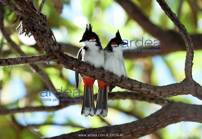 : Red-whiskered Bulbul : Red-whiskered Bulbul