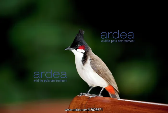 : Red-whiskered Bulbul : Red-whiskered Bulbul