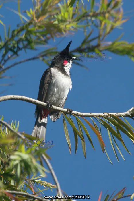 : Red-whiskered Bulbul - Perched on branch : Red-whiskered Bulbul - Perched on branch