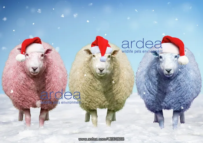 : Red, white, and blue sheep standing in snow wearing Christma : Red, white, and blue sheep standing in snow wearing Christma