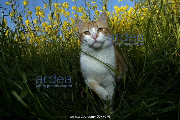 : Red and white cat walking in grass : Red and white cat walking in grass