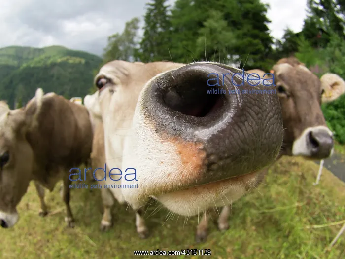 : Red and White Cattle : Red and White Cattle