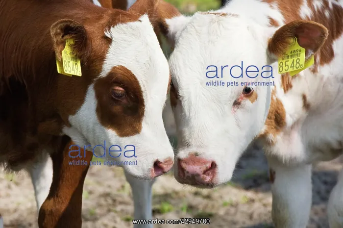 : Red and white cattle - Juvenile cows : Red and white cattle - Juvenile cows