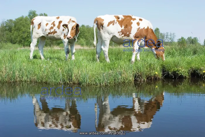 : Red and White Cattle - Juvenile cows grazing in meadow : Red and White Cattle - Juvenile cows grazing in meadow