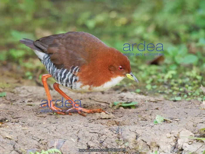 : Red and White Crake Laterallus leucopyrrhus Atlantic : Red and White Crake Laterallus leucopyrrhus Atlantic