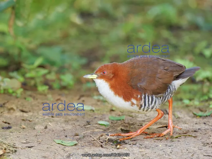 : Red and White Crake Laterallus leucopyrrhus Atlantic : Red and White Crake Laterallus leucopyrrhus Atlantic