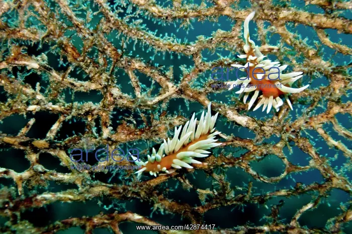 : Red and white Nudibranch - Un-named nudubranchs : Red and white Nudibranch - Un-named nudubranchs