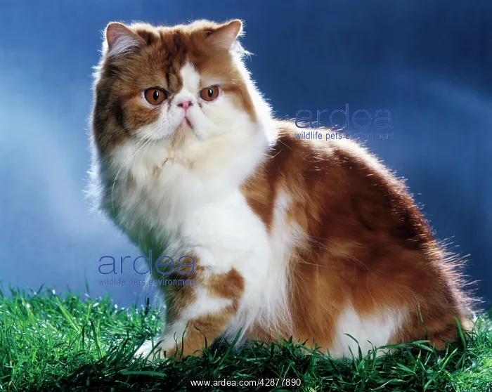 : Red & White Persian Cat sitting on grass : Red & White Persian Cat sitting on grass