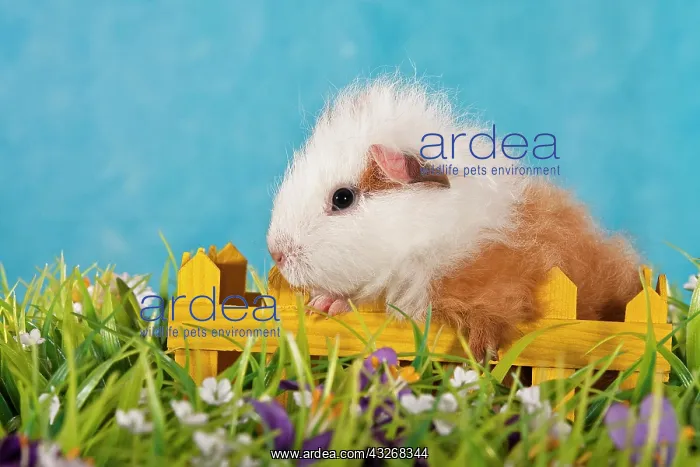 : Red and white Swiss Teddy guinea pig pup climbing : Red and white Swiss Teddy guinea pig pup climbing