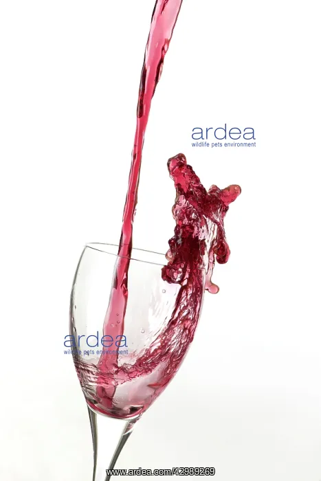 : Red wine being poured a into glass : Red wine being poured a into glass