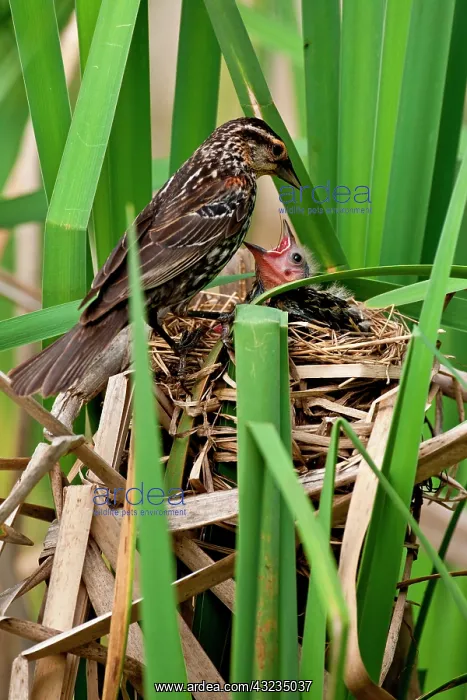 : Red Wing Black Bird feeding Young Agelaius : Red Wing Black Bird feeding Young Agelaius